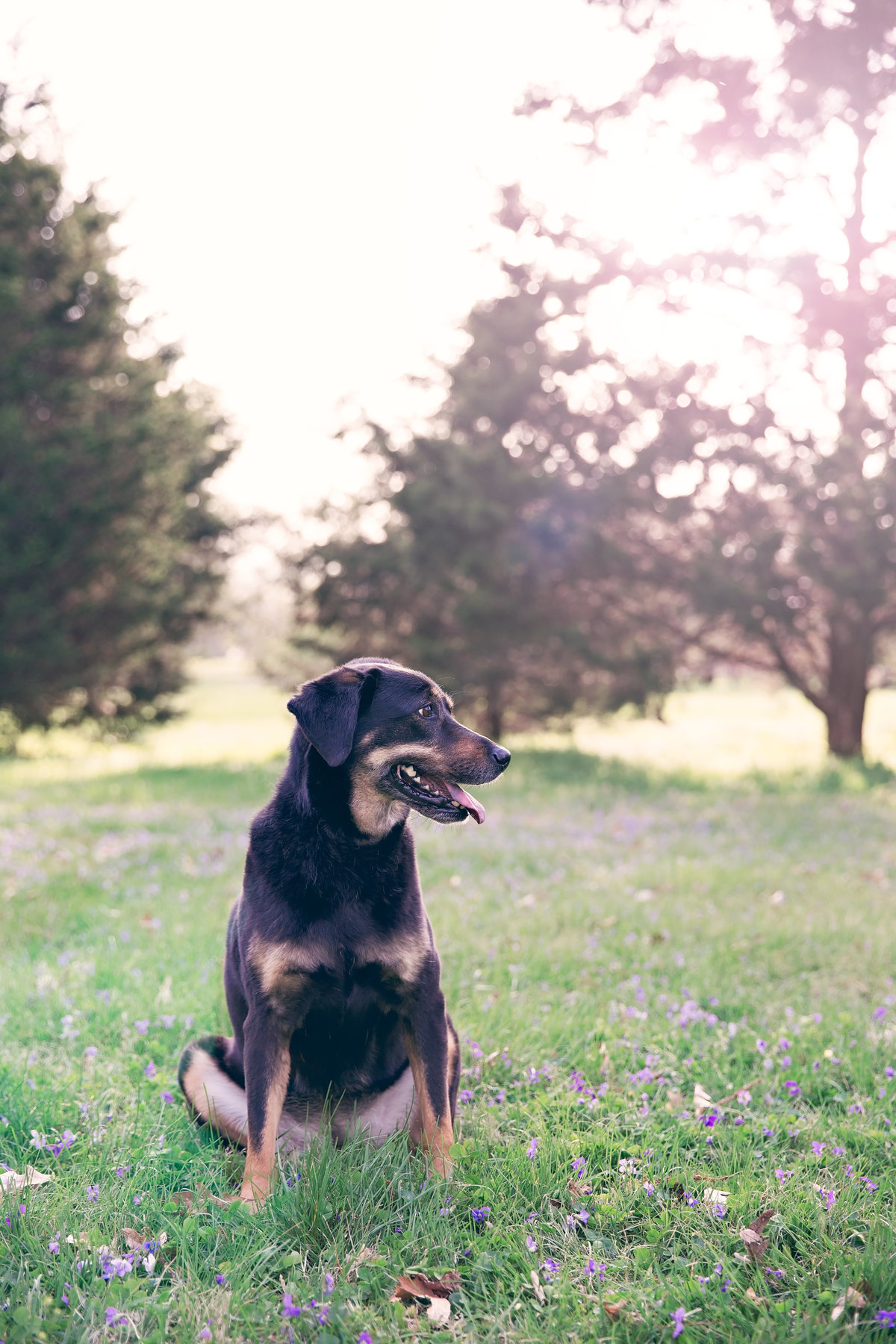 St. Louis Pet Photographer