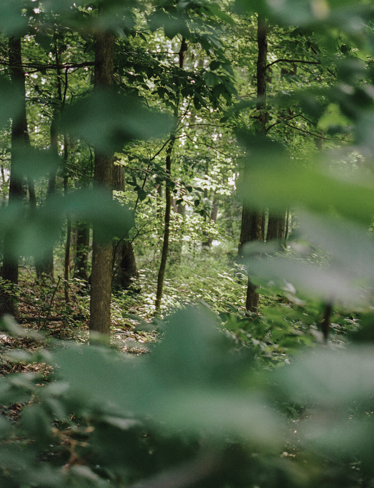 distant green forest through leaves, conceptual film branding photo for Detroit Rose candle company