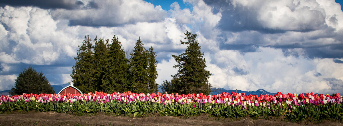 tulips-skagit-valley-red-barn-clouds
