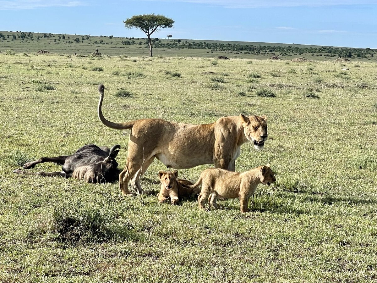 mama lion with cubs