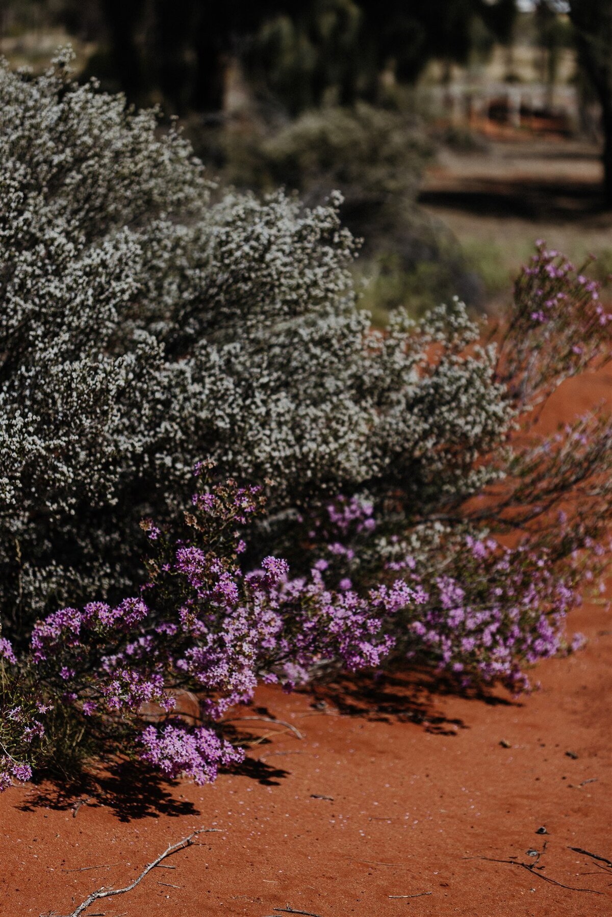 Uluru-Australia-Elopement-Photographer-416