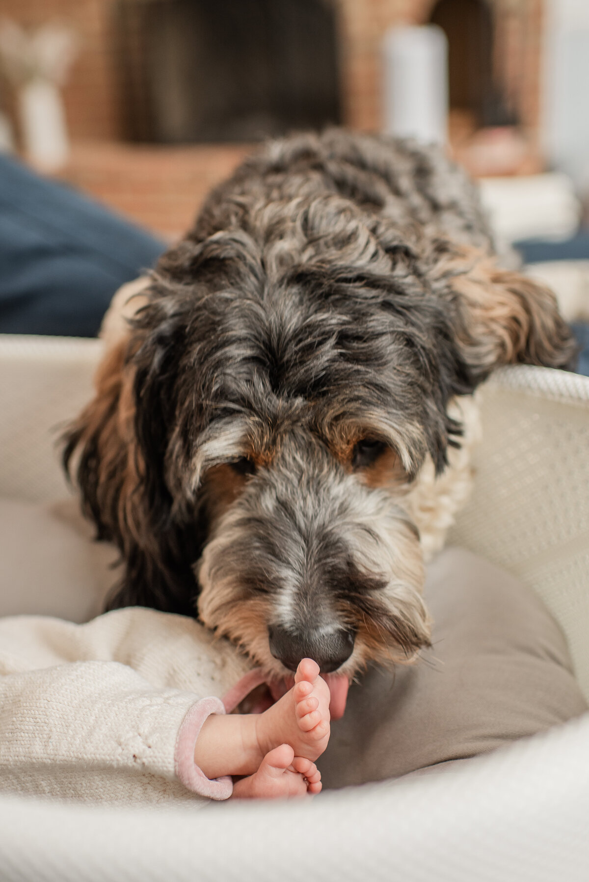 Gentle family dog licking newborn baby's tiny feet in a cozy home setting – Maryland lifestyle newborn session
