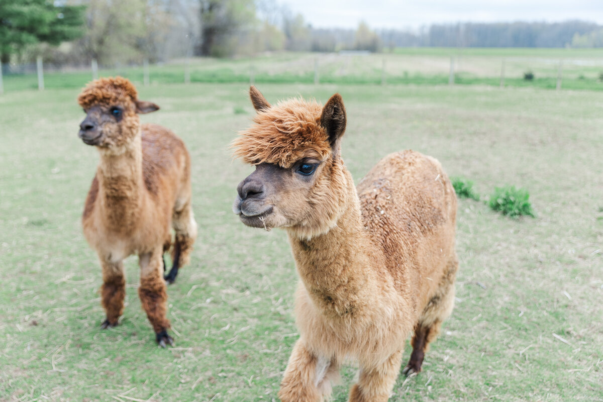 Alpacas-2