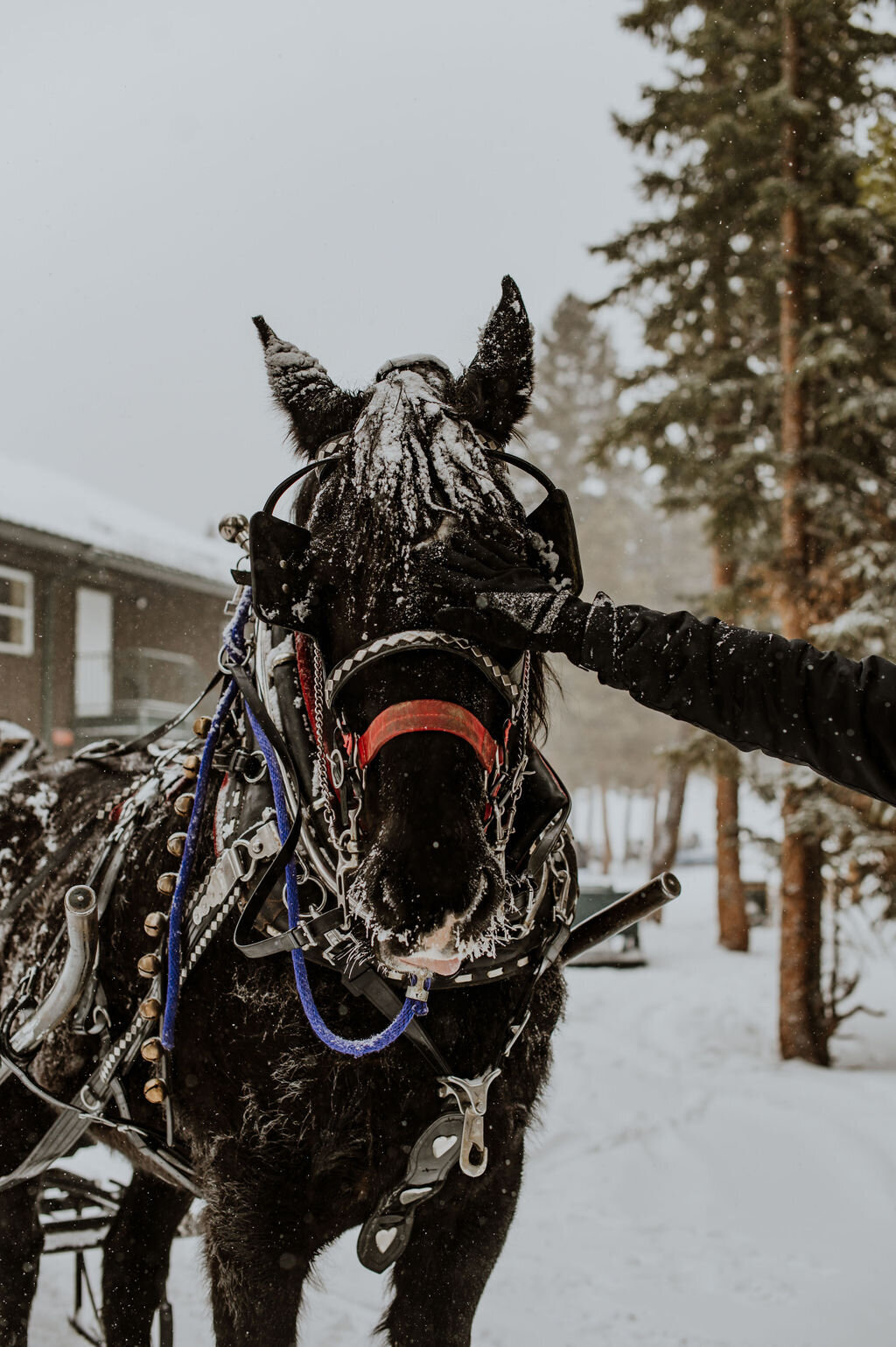 breckenridge_golden_sleigh_rides_proposal_engagement_colorado_snow_wyoming_oregon-0083