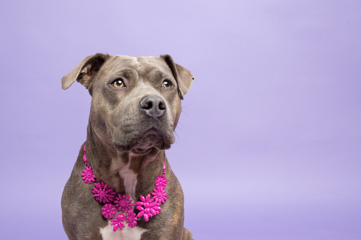 Pet photos studio Cleveland Ohio--25