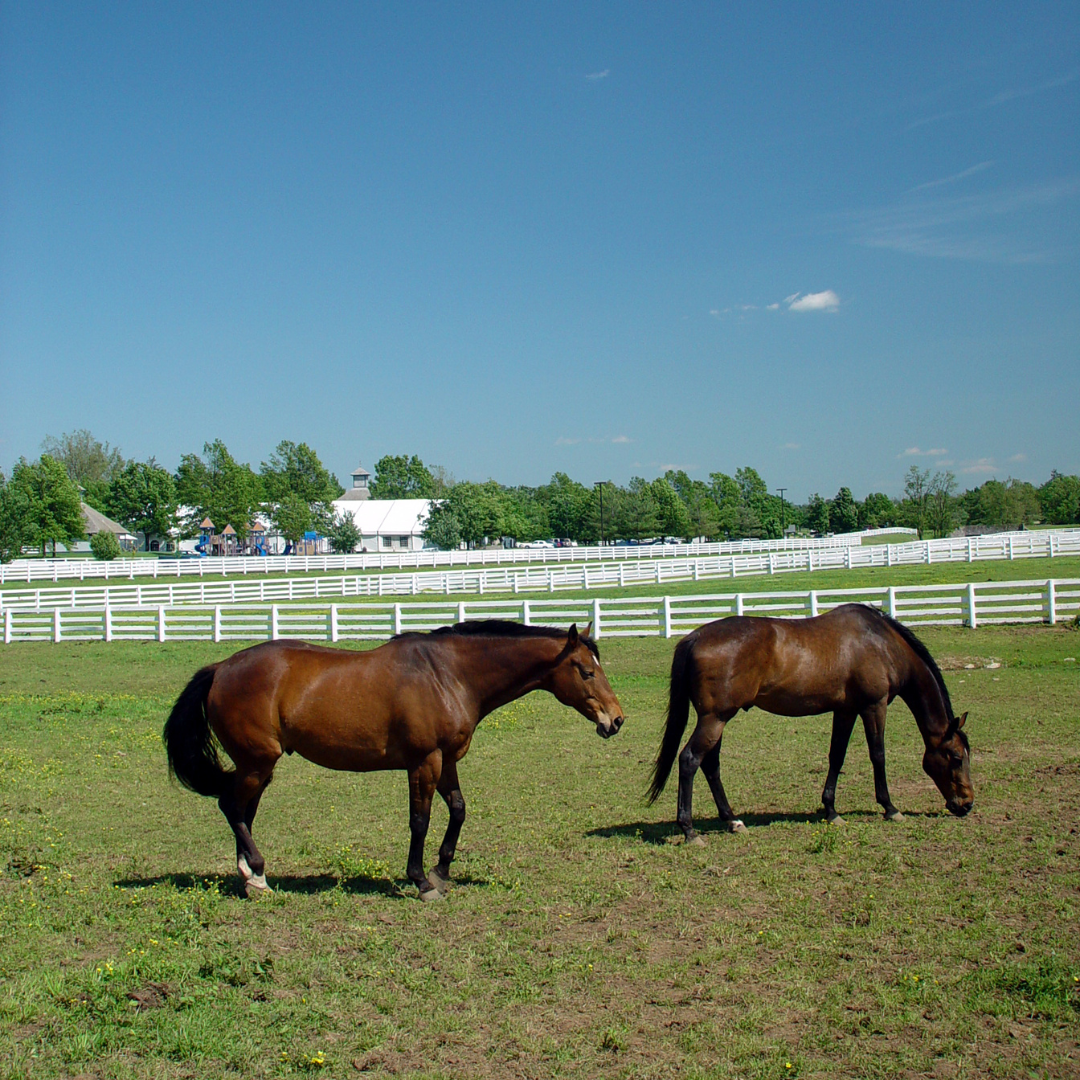 pasture boarding