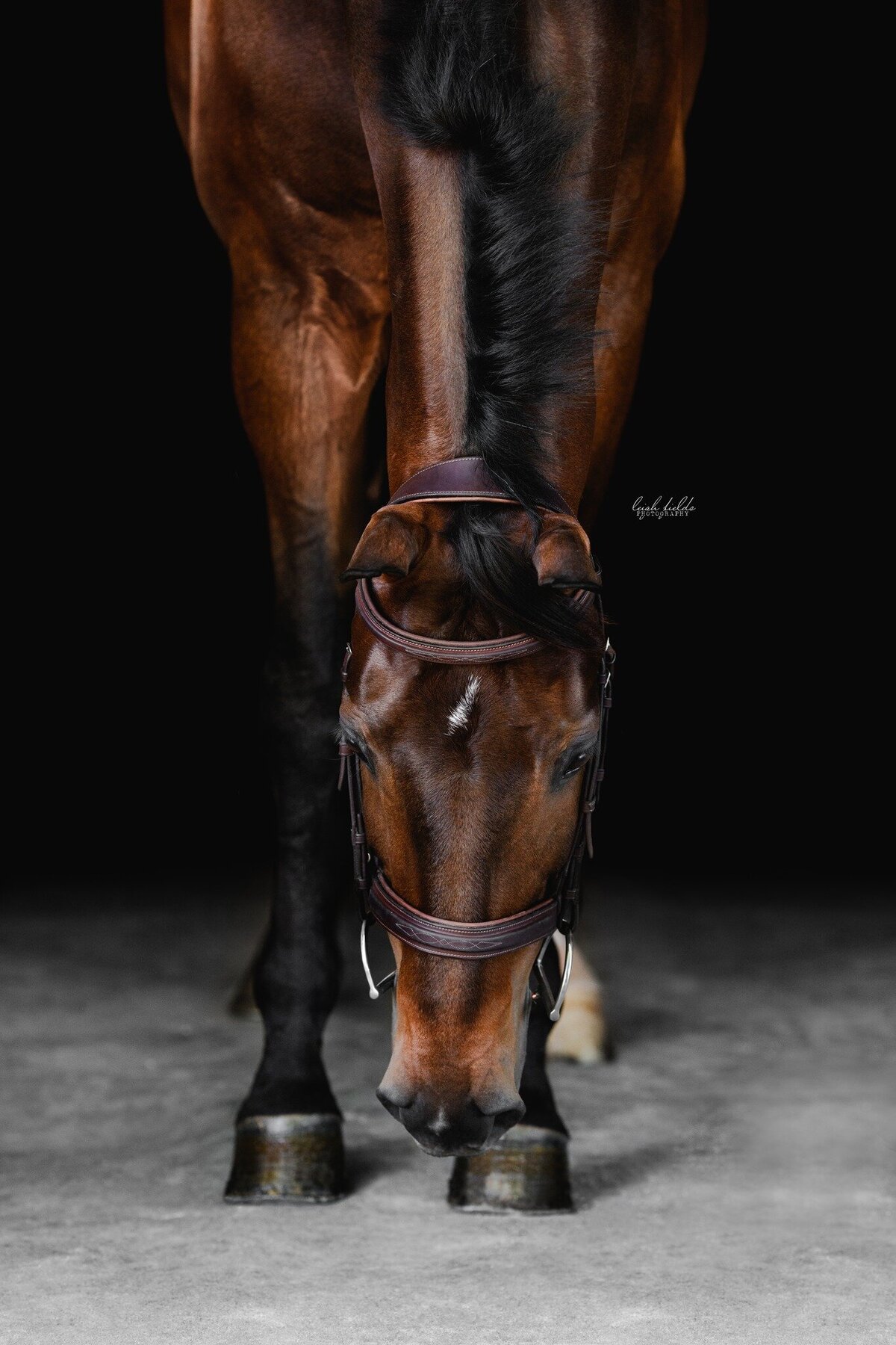 bay horse in equine photography sport horse photography in charlotte, nc