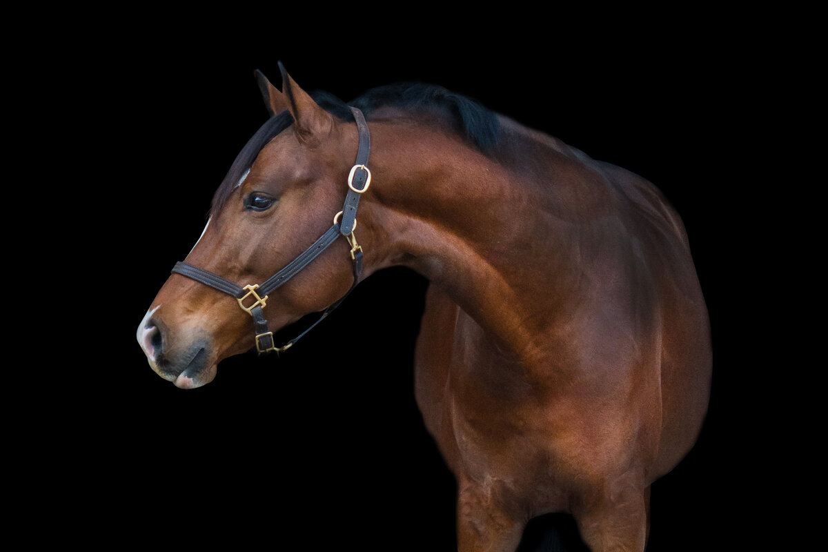 Bay Horse Black Background Portraits Savannah Georgia  | JGP Equine 2023-13