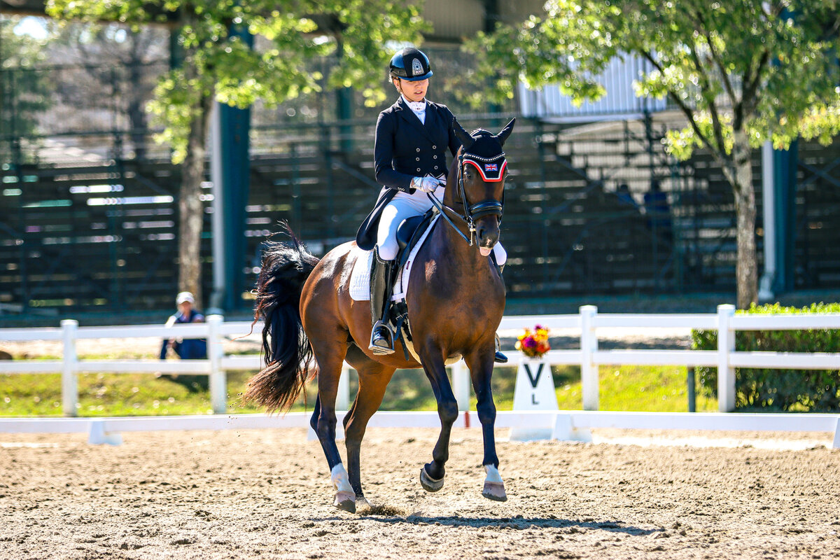 A bay dressage horse sticking its tongue out while doing tempi changes at the Georgia International Horse Park.