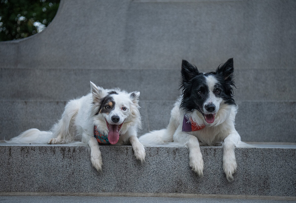 Two border Collies are laying next to each other on stone steps during a photoshoot. Work by Duluth-based pet photographer Joanna of Paddle Paws Photography.