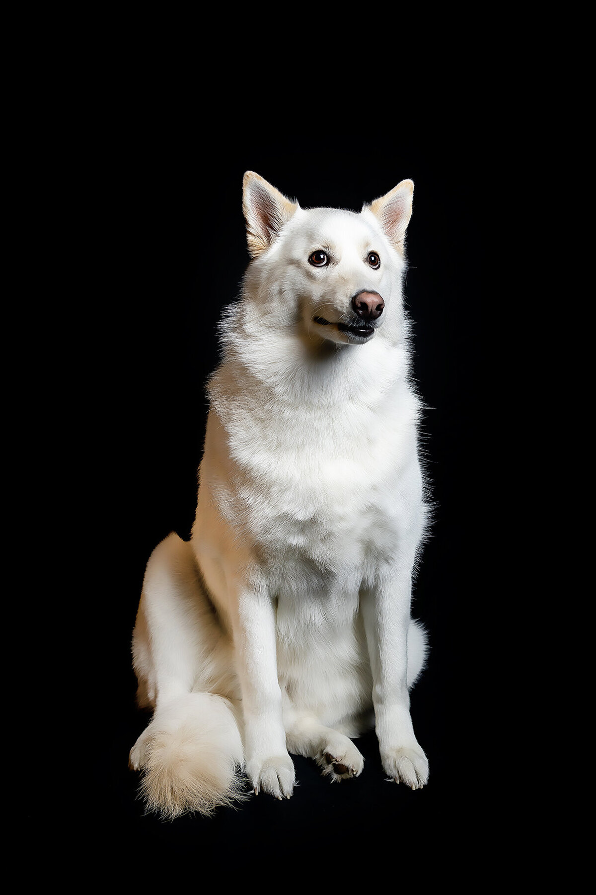 New Orleans Pet Photographer 62