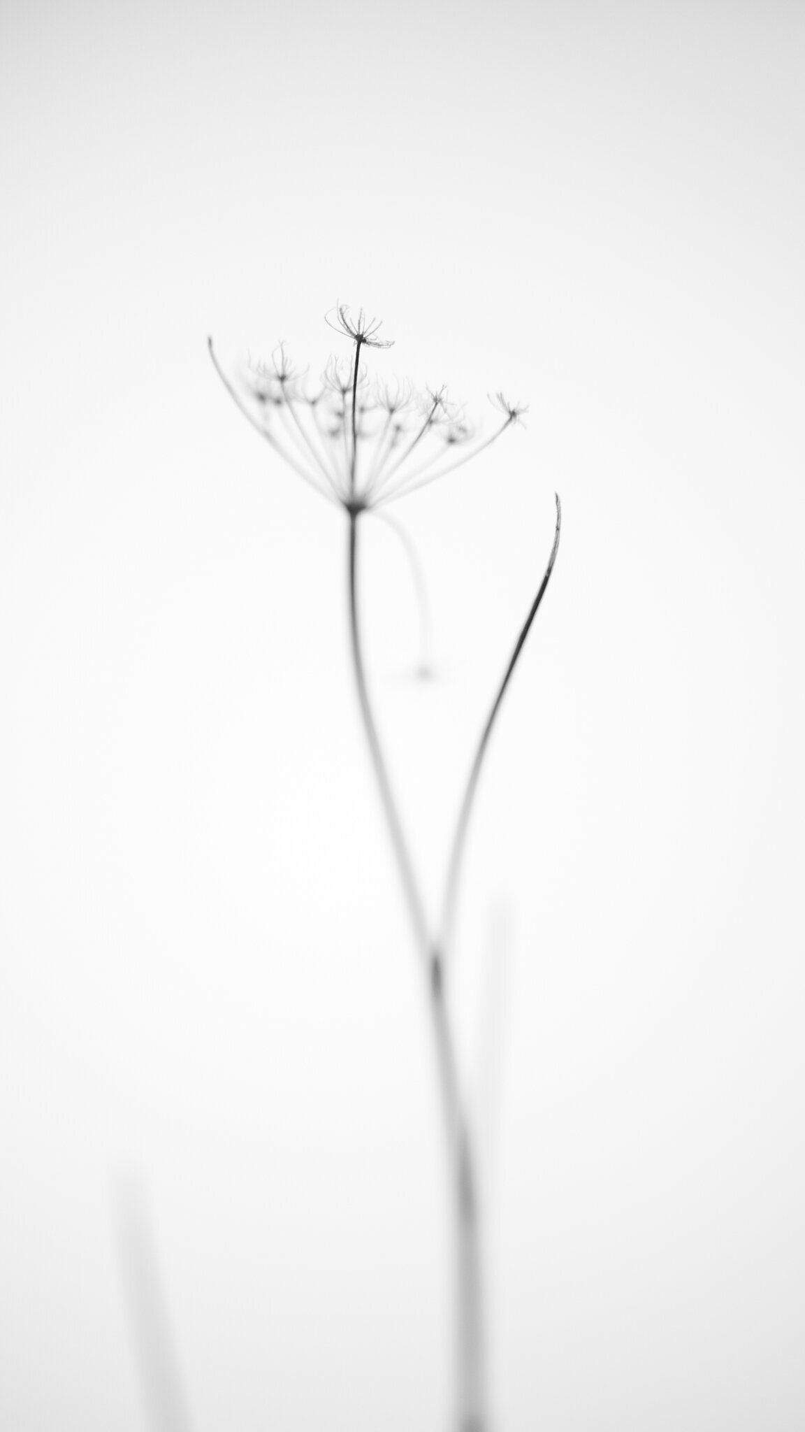 fine_art_photographer _032