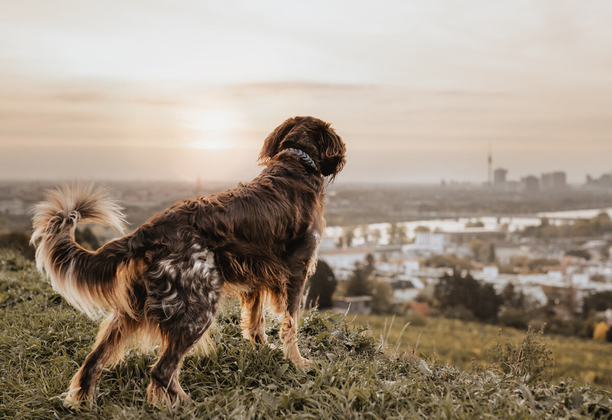 Hundefotografie in Wien, natürlich und emotional.