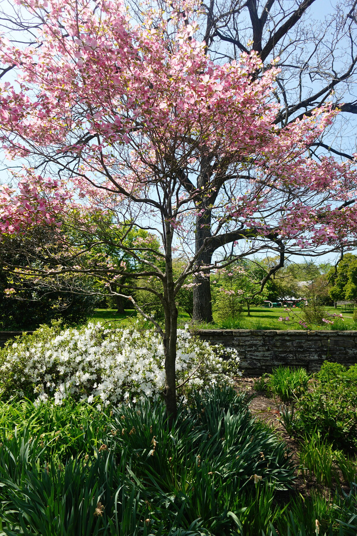Pink Tree Centered