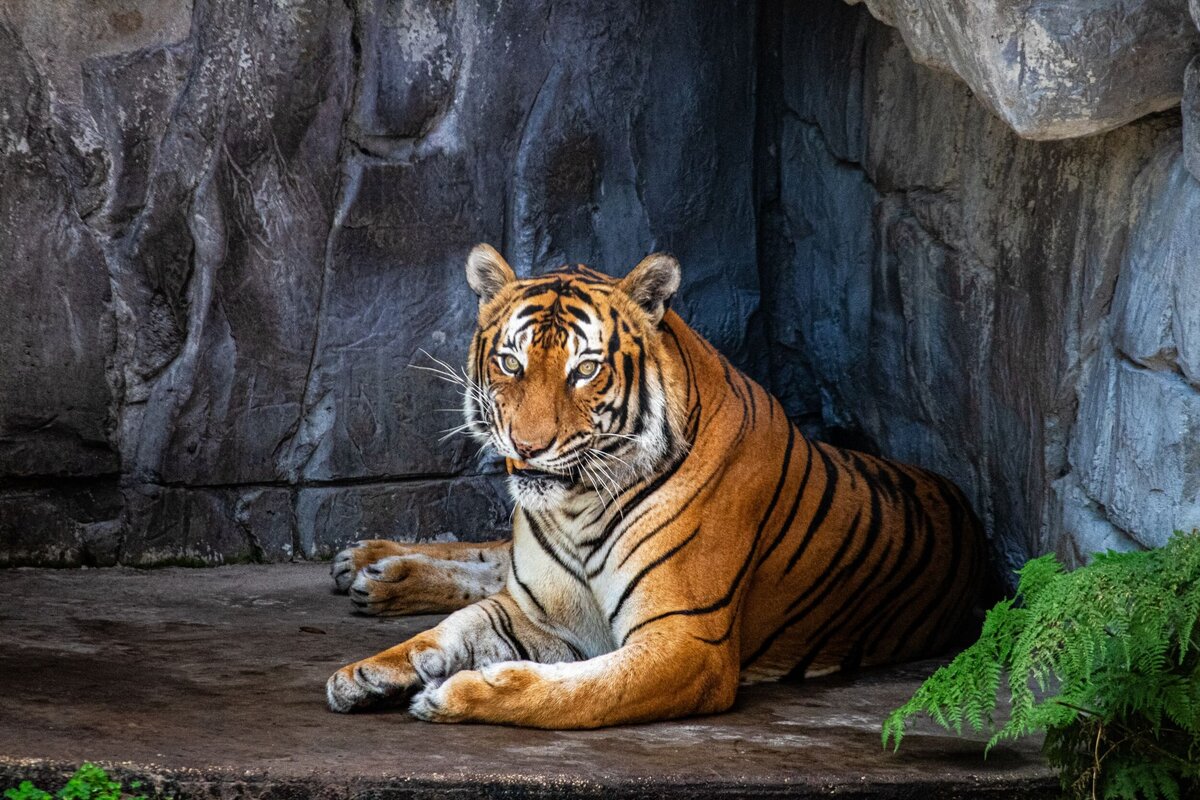 tiger-snarl-92049903-2500