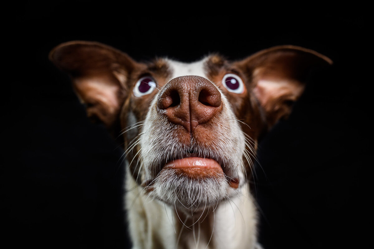 Closeup of a dog's face; they stare wide-eyed at something ahead of them