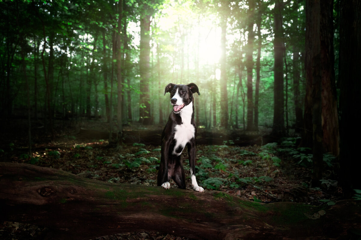 Revelaire Maryland Fine Art Pet Photography Dog 4