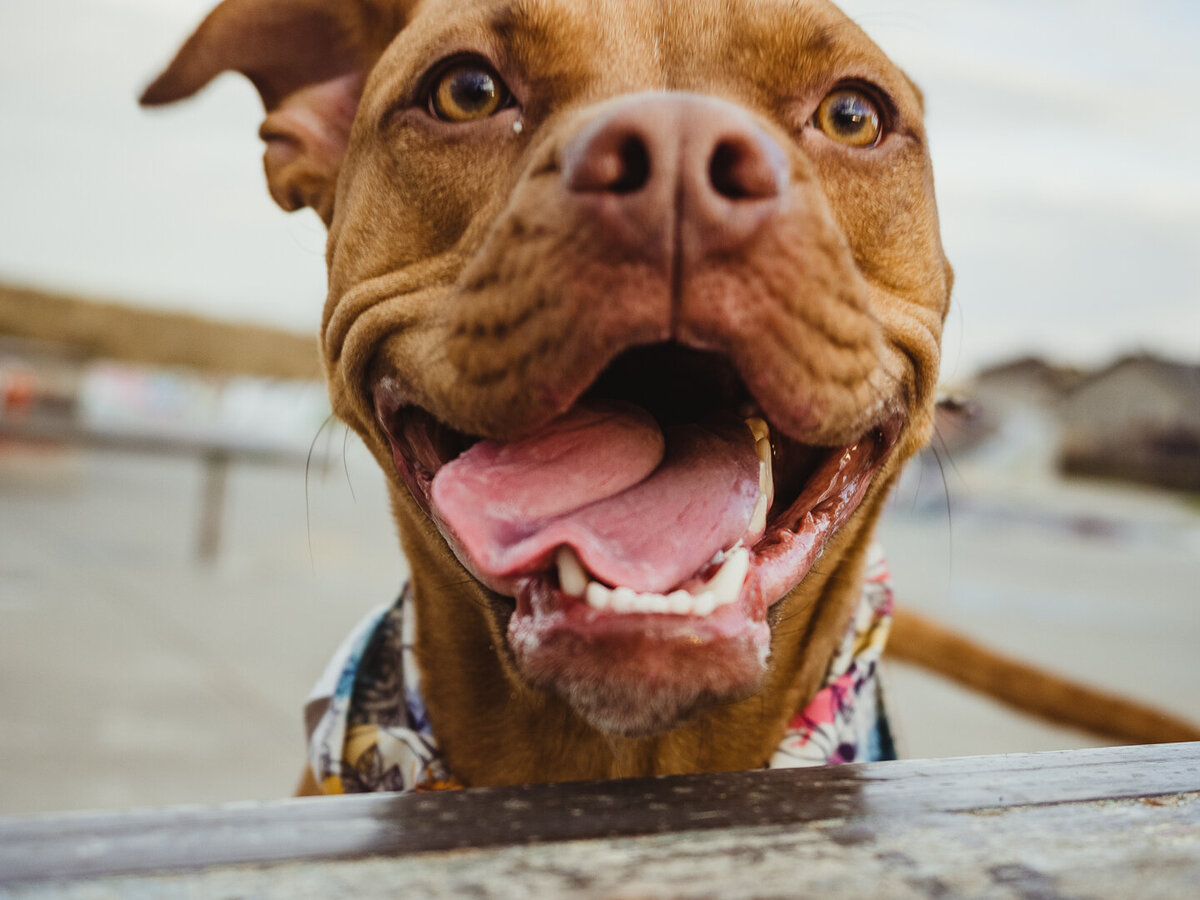 pitbull smiles at the camera