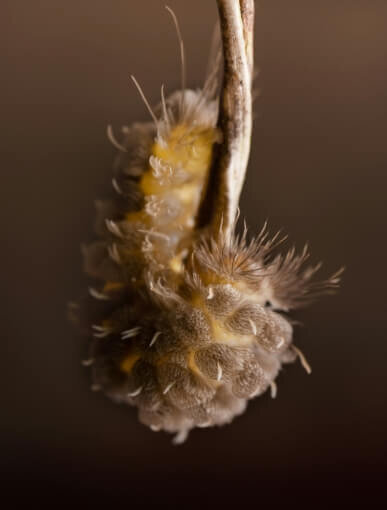 teamglue-earth-natural-stem-textures