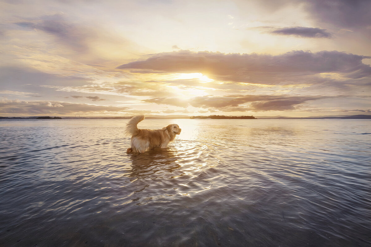 golden labrador swimming lake macquarie naru