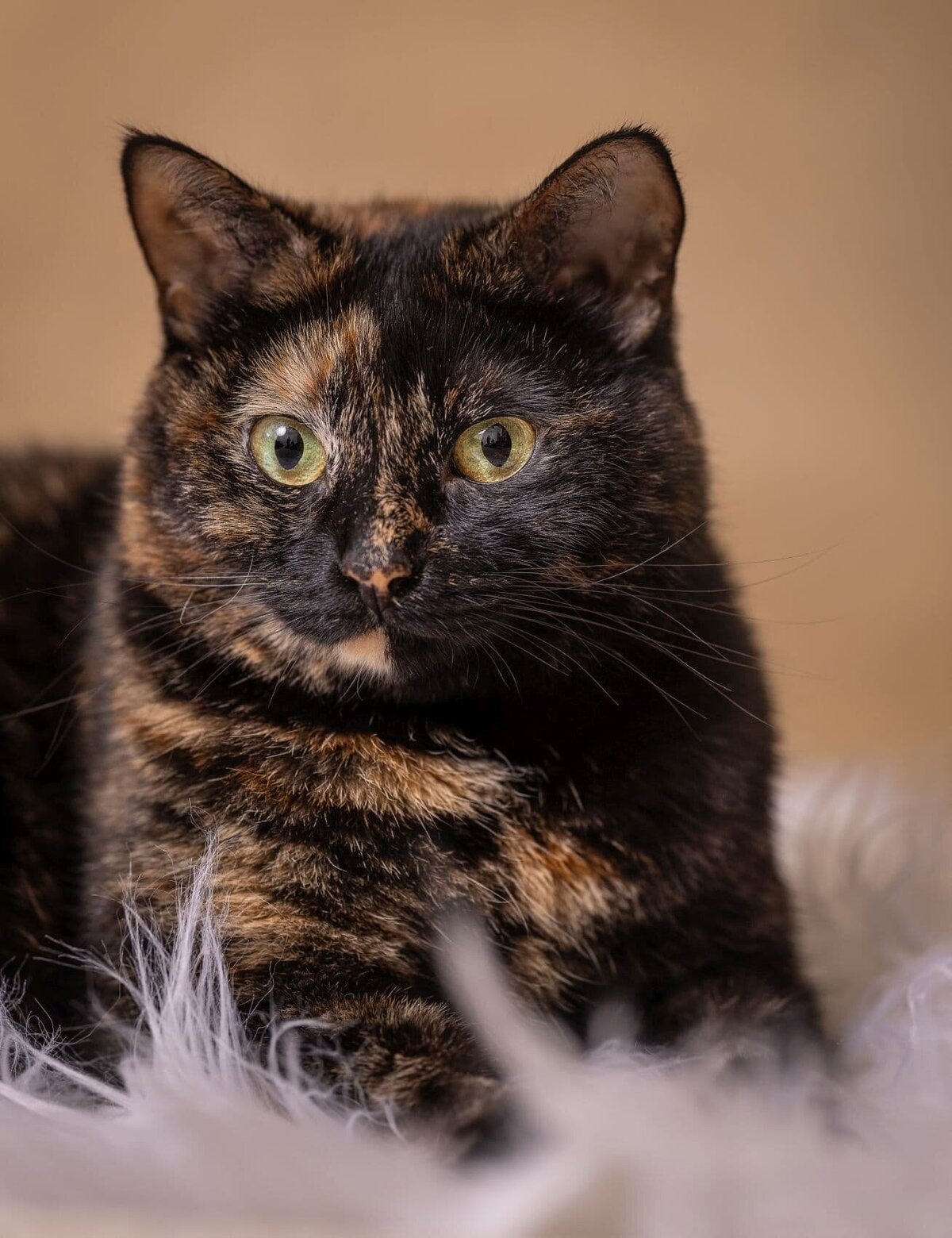 lilla-bordas-portraits-tampa-CAT-photographer1193