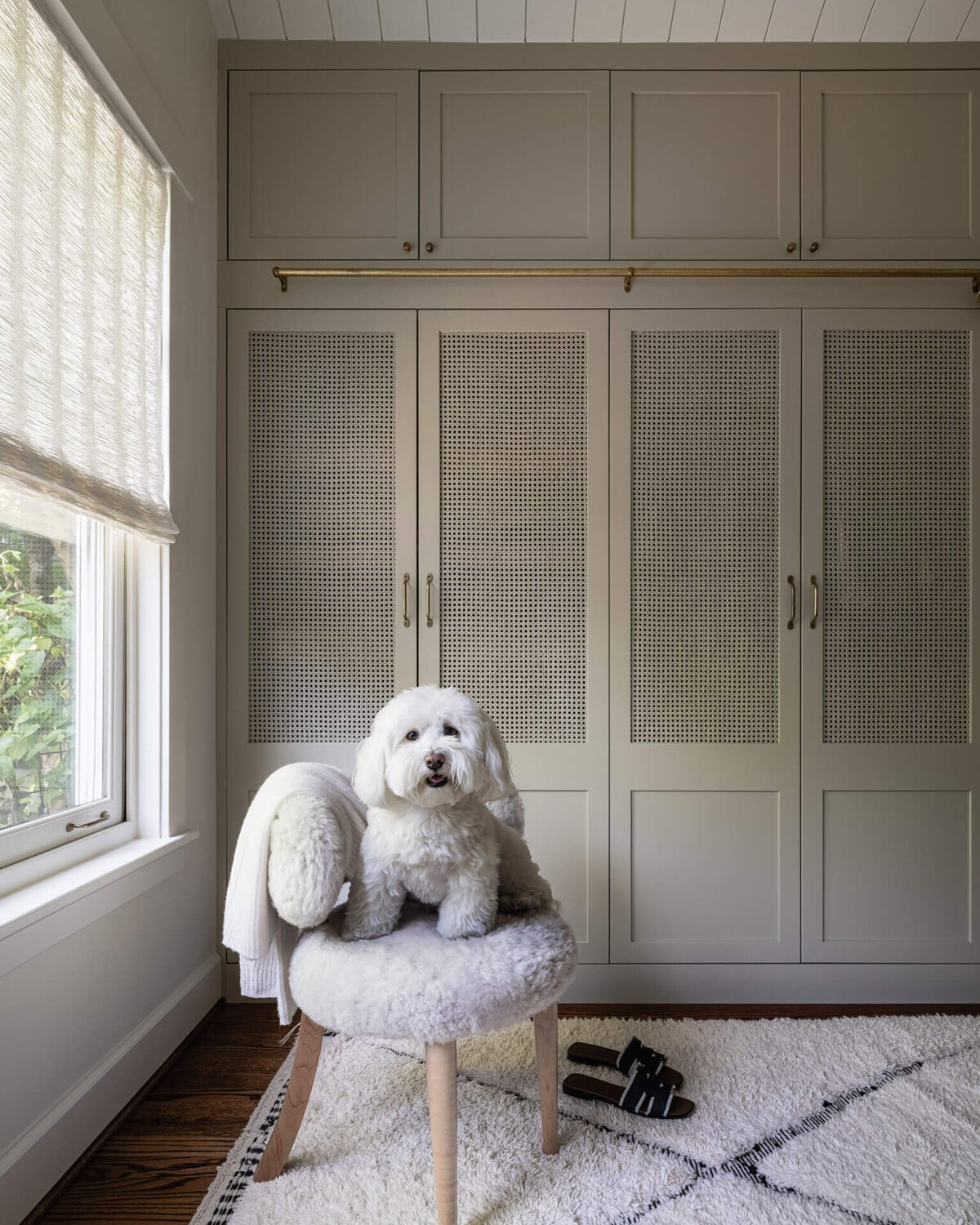 White-small-fluffy-dog-on-white-fluffy-chair