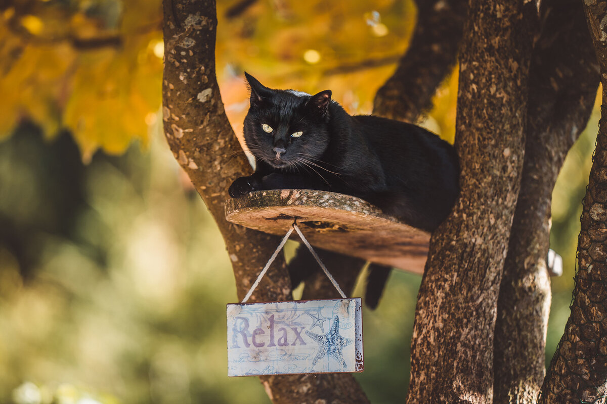 Schweiz-Tier-Fotograf-Pet-Photographer-16-Musto-Studios