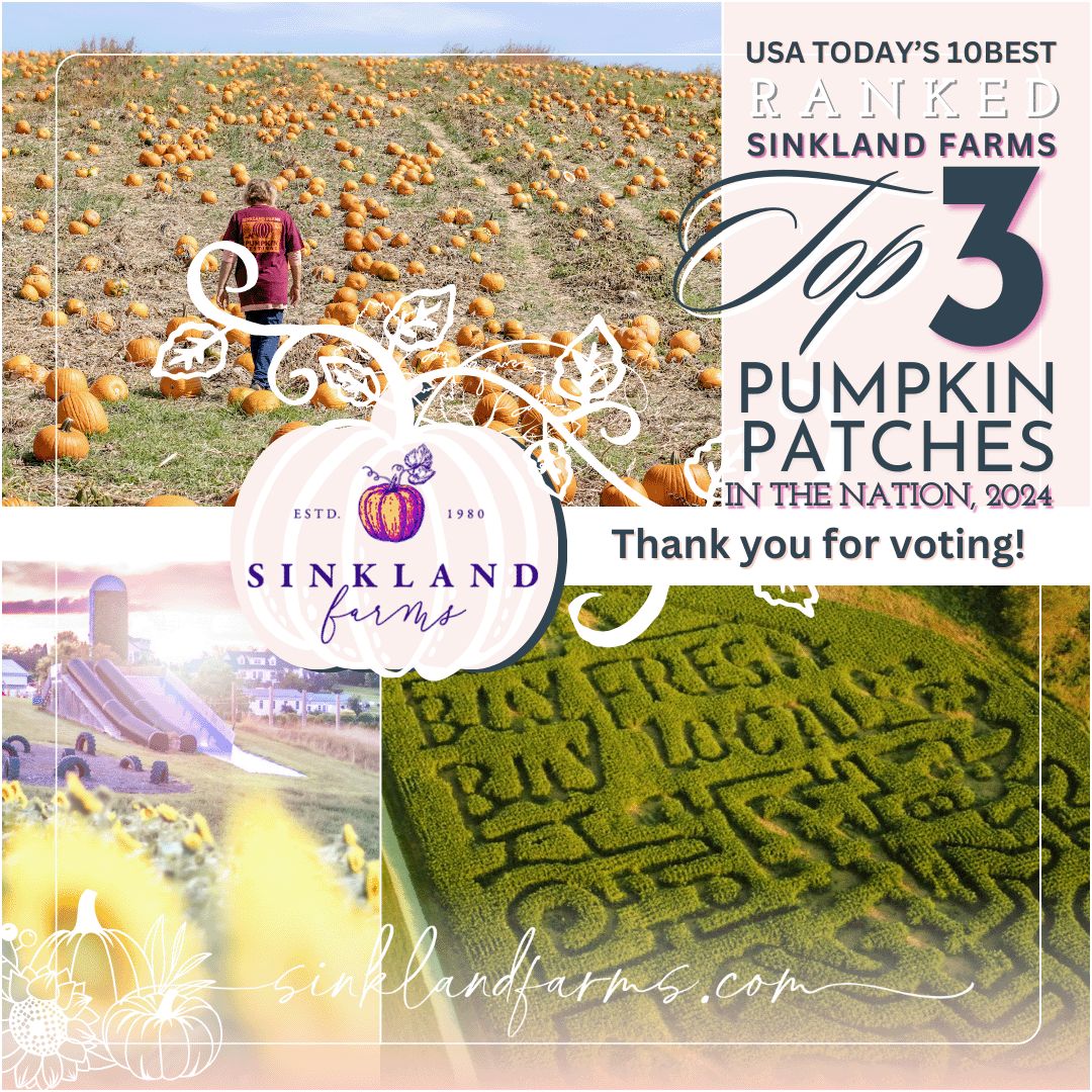 2024Sinkland-Farms_Pumpkin-Festival_Creative-Designs-by-Renee_voted-top-3-usa-today