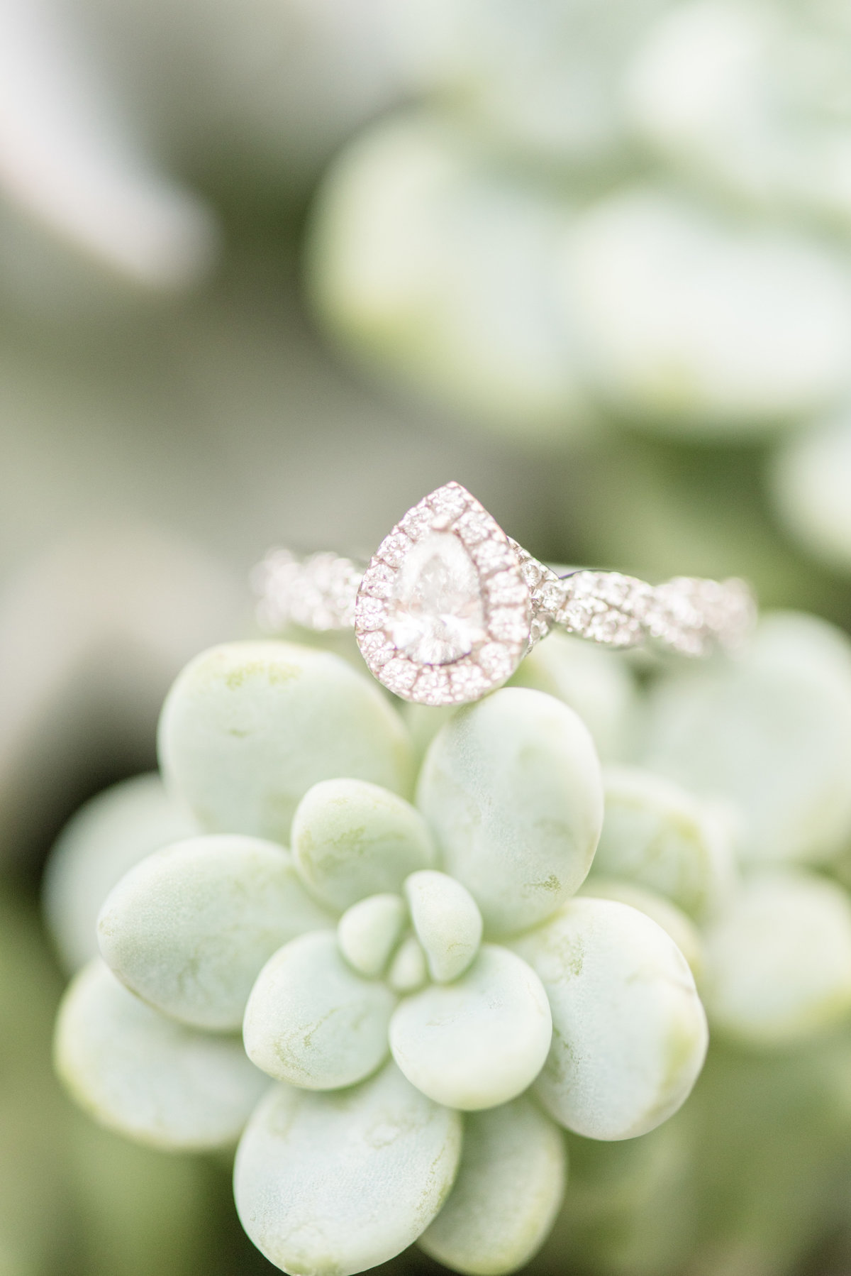 Pear shape diamond engagement ring laying on top of light green succulent.