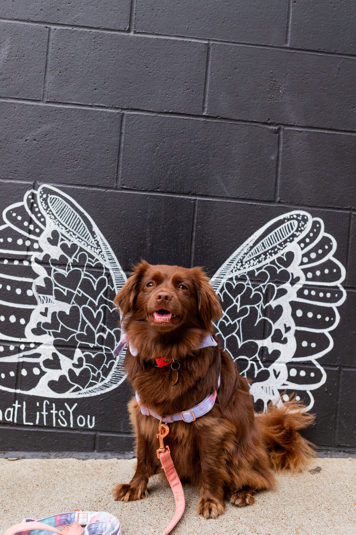 Photowalk Nashville, dog friendly activity Nashville, pet photoshoot nashville