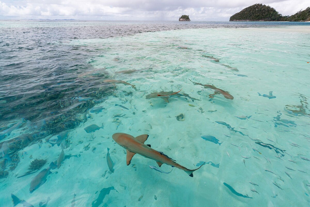 Aqua Blu_Excursion_Shark Sightings - 01 Luxury Yacht Charter Indonesia