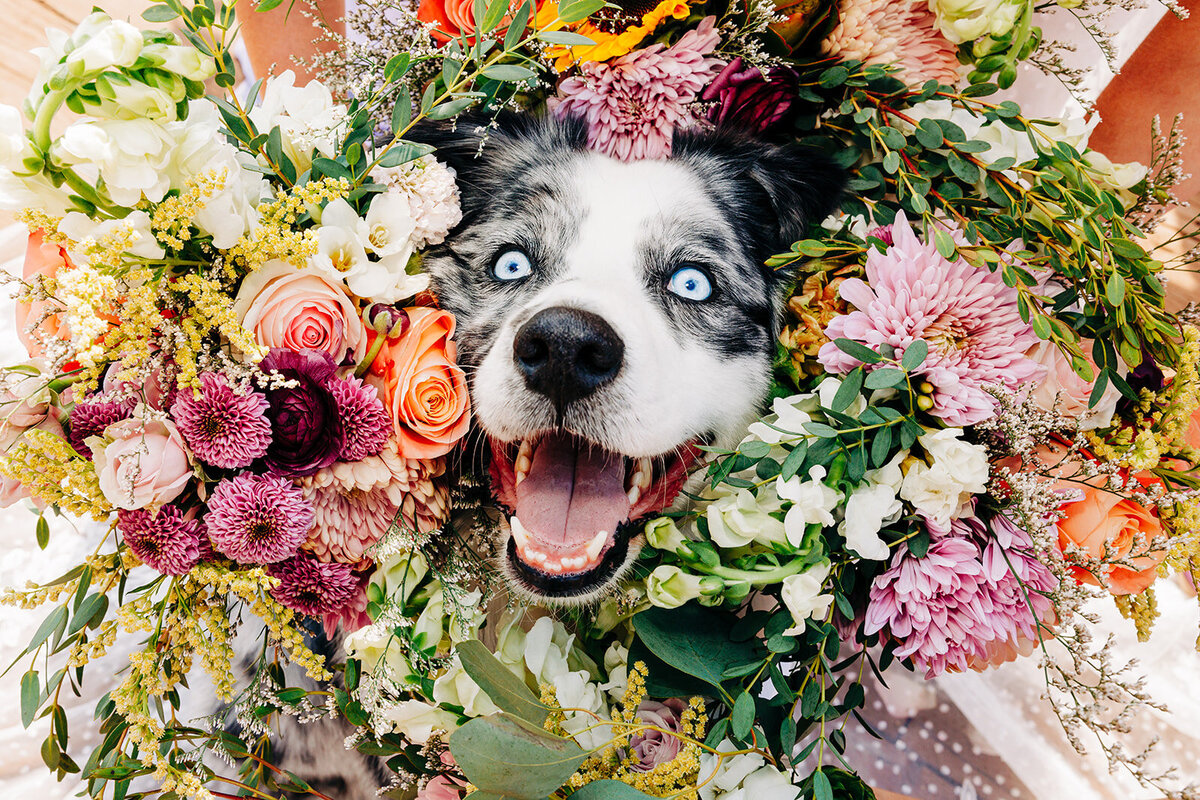Blue Merle Ausse dog with blue eyes surrounded by wedding flower bouquets
