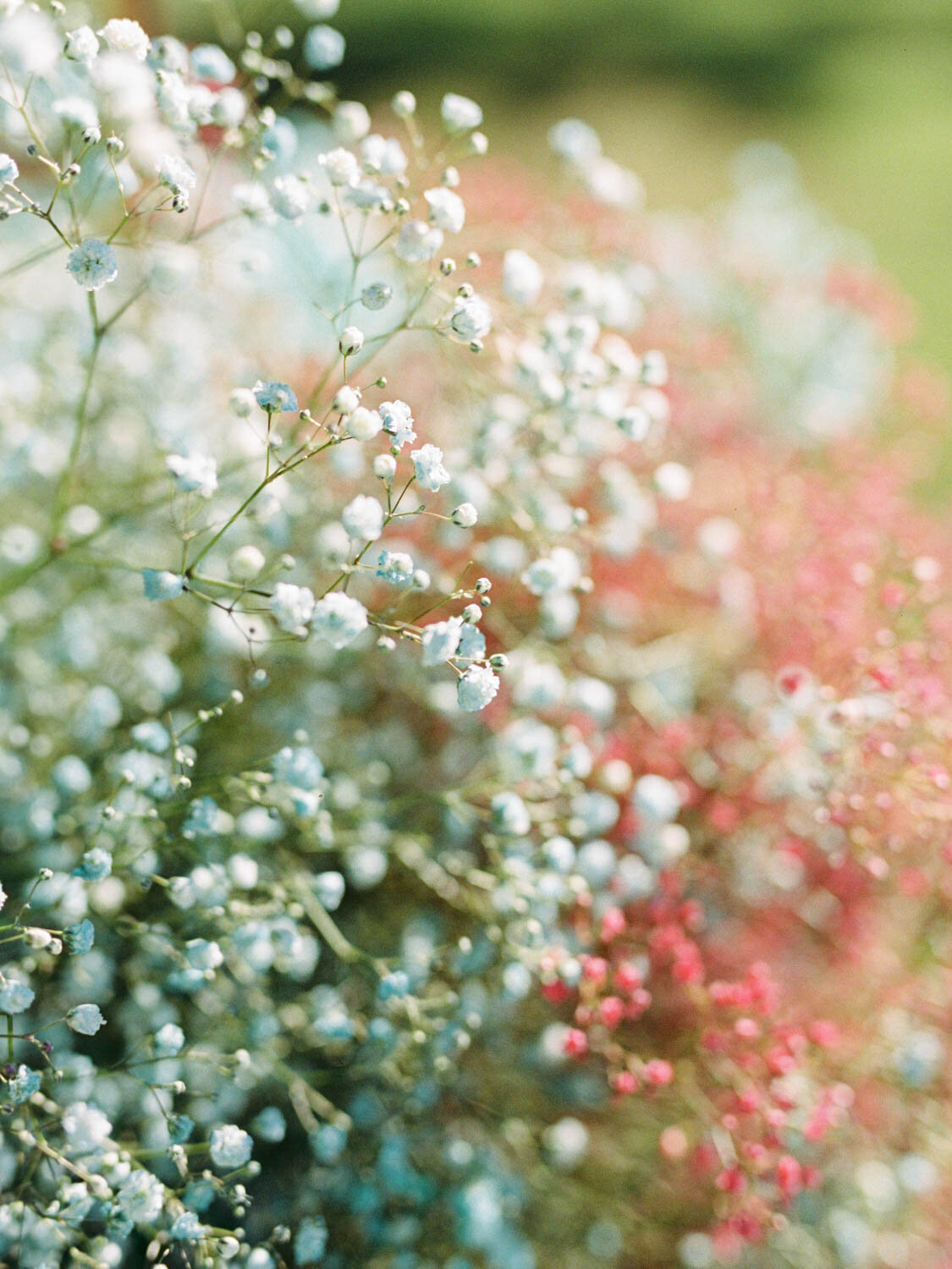 Parco Jalari wedding photographer