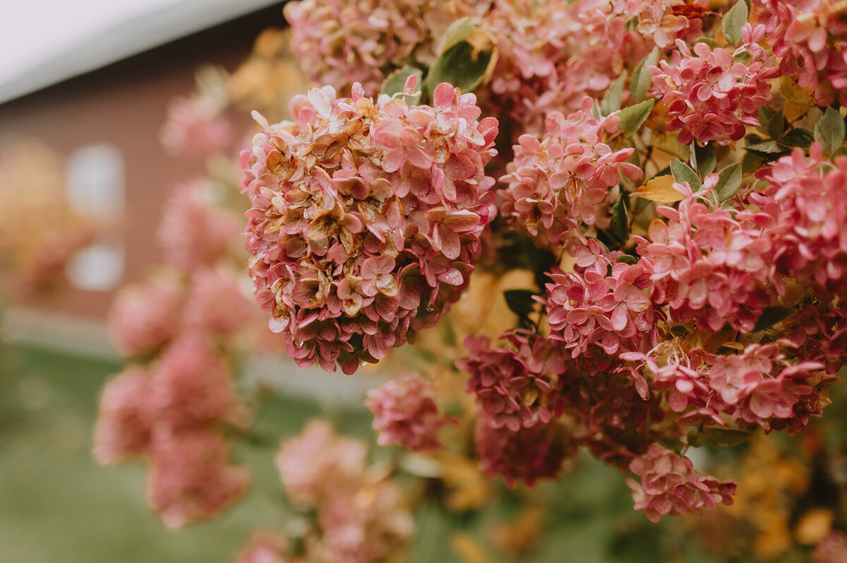 Grain Overlay | Sadie Elizabeth