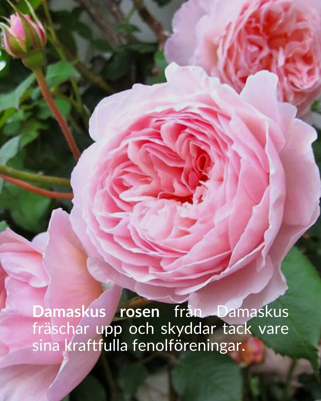 Den Svarta Baccara-rosen, symboliserar varaktig passion. Dess sammetslena svarta kronblad ger skydd och mjukhet. (2)