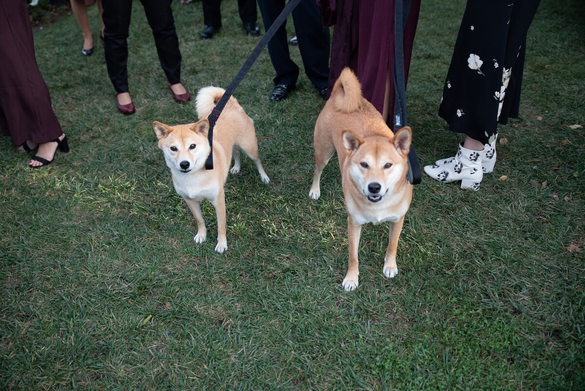 dogs in a wedding