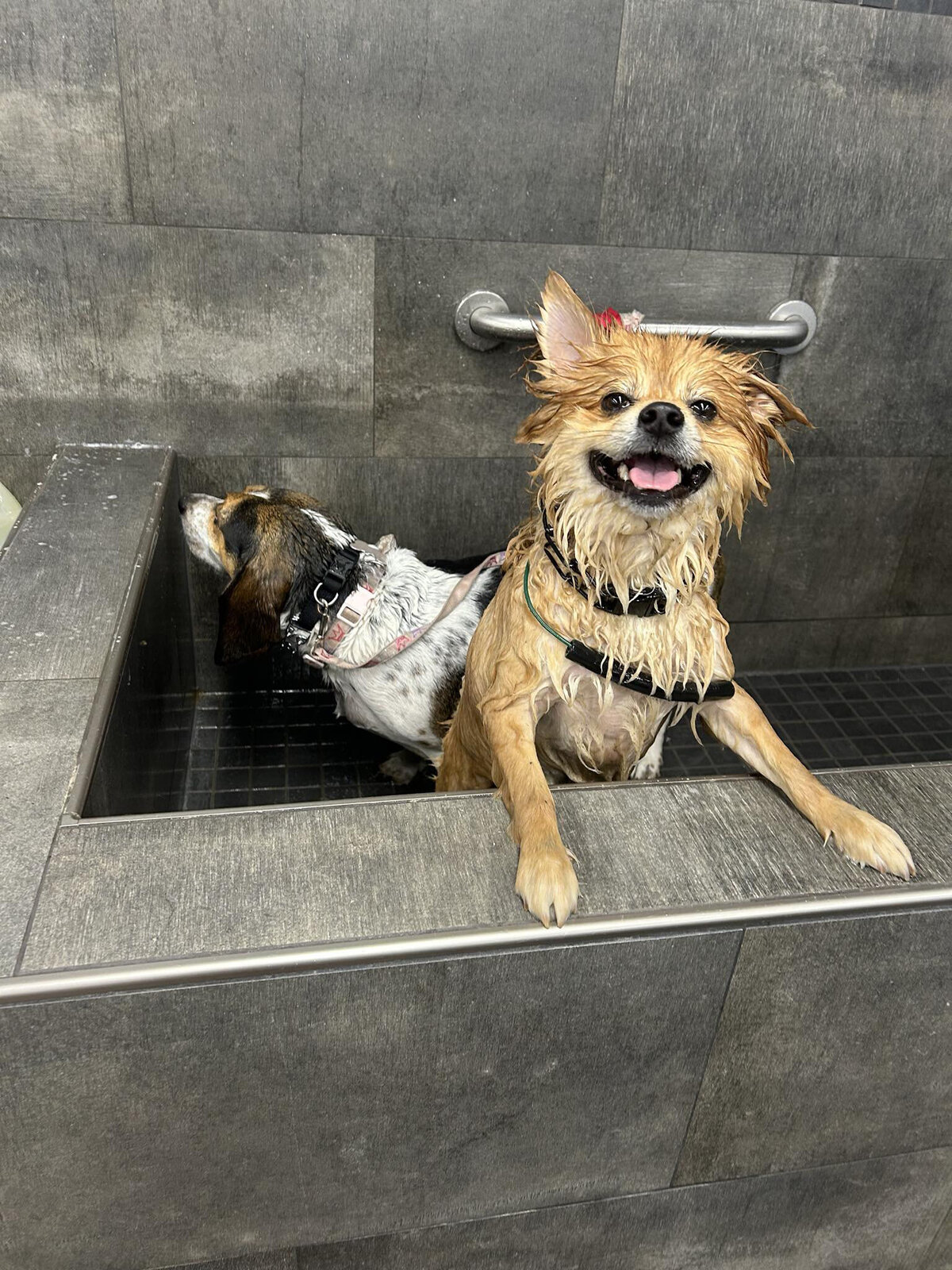 HamiltonToronto-PetSitting-020