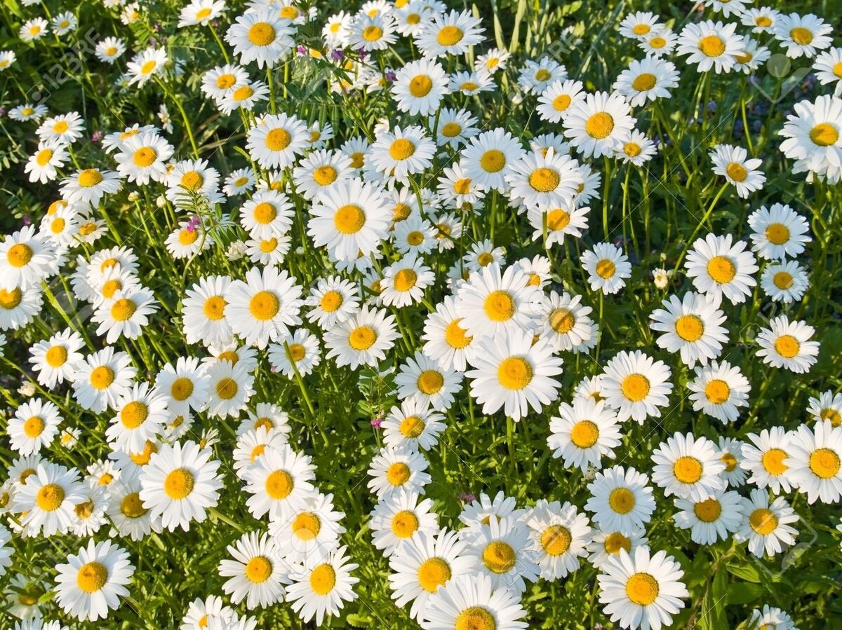 6365650-un-champ-de-marguerites-sauvages-au-printemps-précoce-