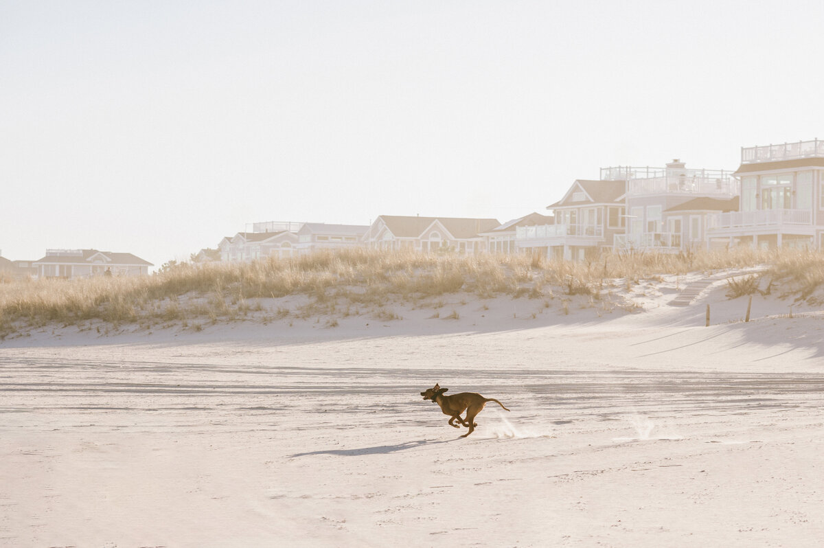 rhodesian-ridgeback-nj-dog-photographer