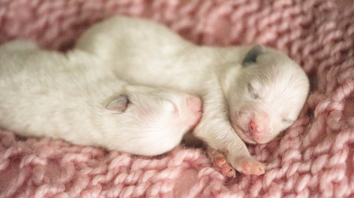 newborn puppy | white
