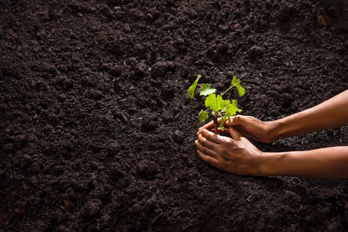 HAND-SOIL-CABERNET-LANDSCAPE
