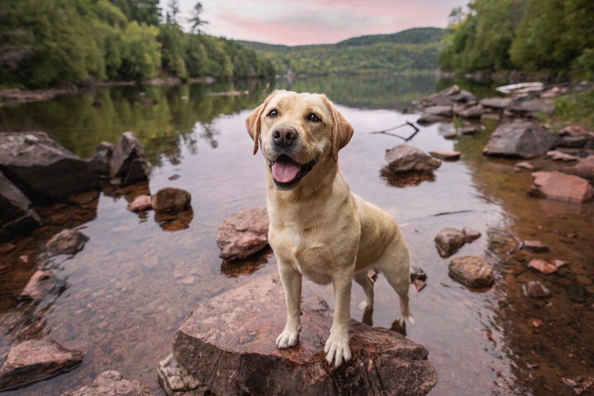 Photographie Animalière Ottawa