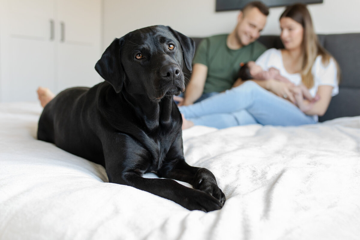 huisdier babyfotografie