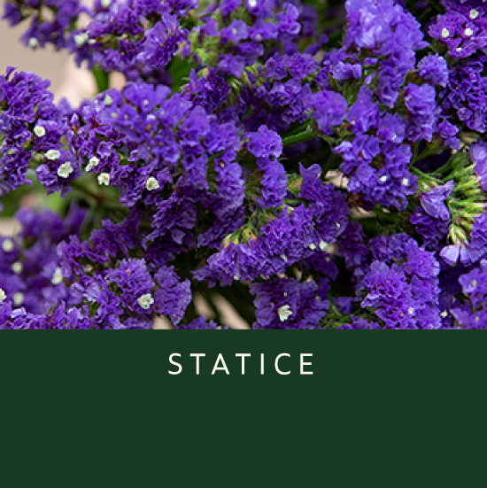 Statice