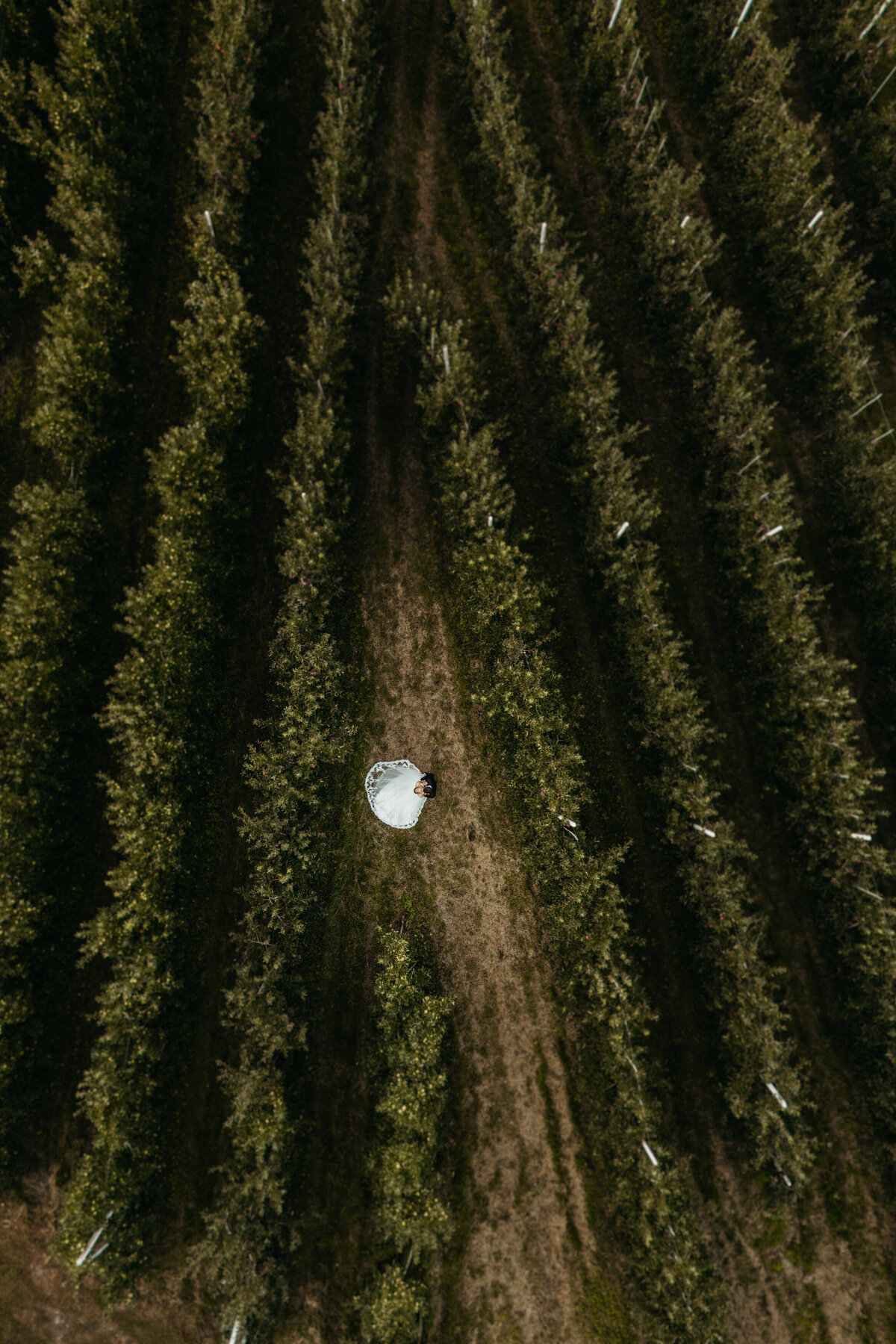 Drone shot of couple walking through orchard rows