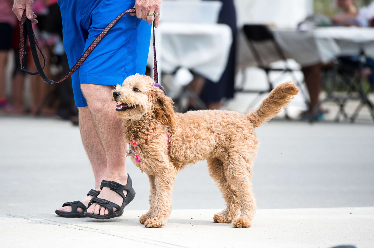 Ottawa event photos showing a golden doodle standing patiently during a corporate children's event.  Captured by JEMMAN Photography COMMERCIAL