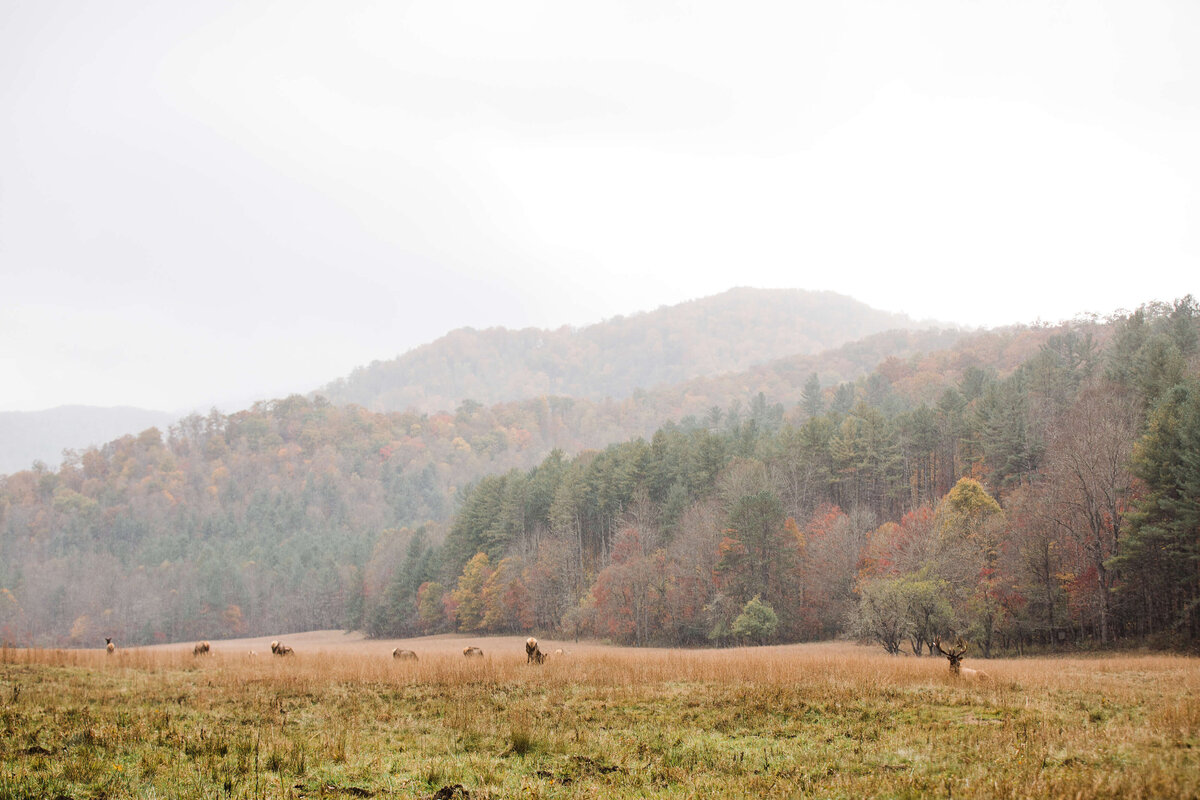 Cataloochee-Valley-NC-Elopement-21