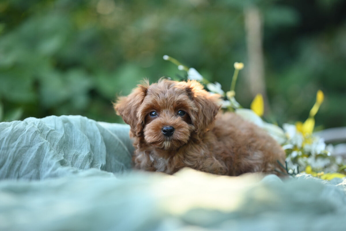 Heavenly Puppies to Love Cavapoo, Cockapoo, and Maltipoo Puppies Photo Jul 20 2025, 6 56 38 PM306