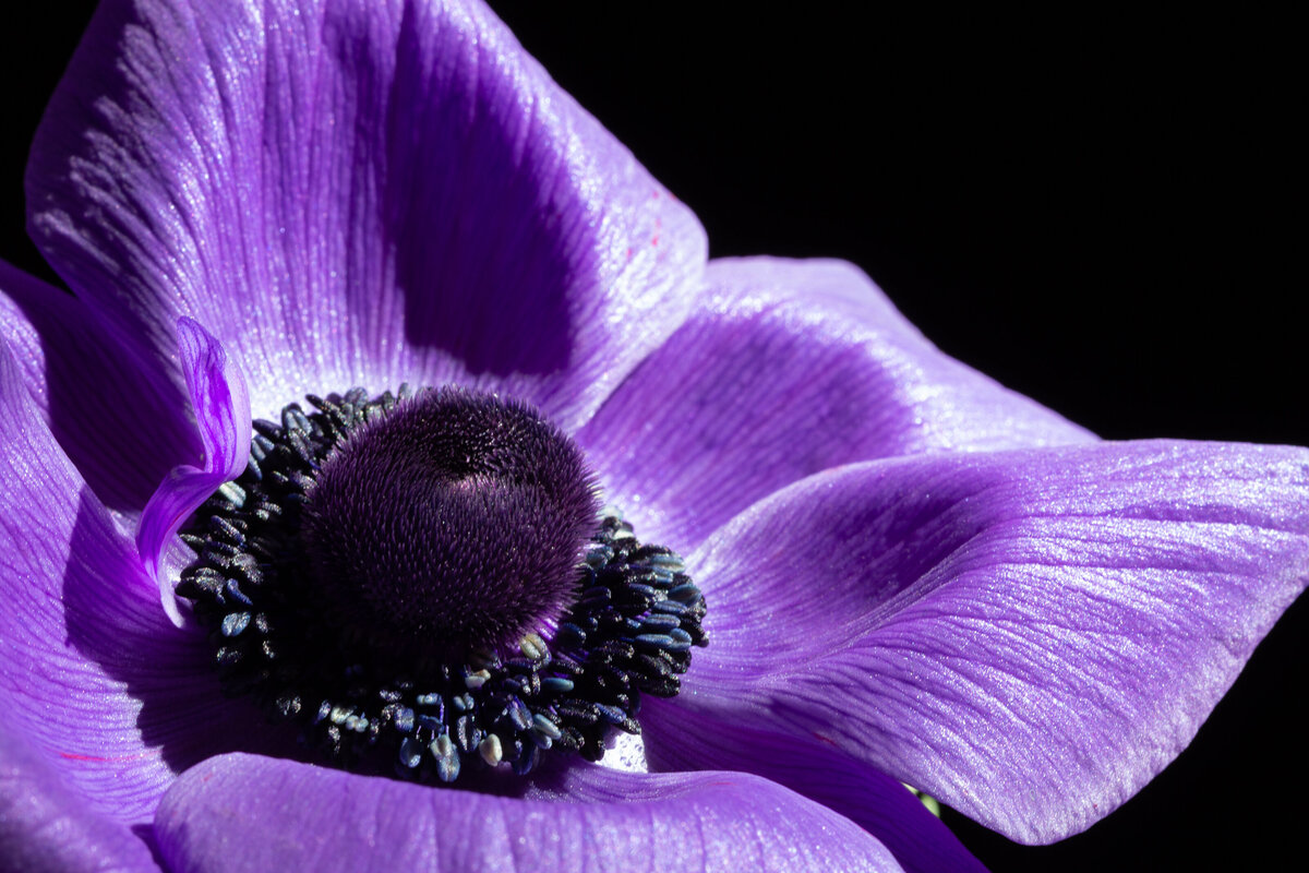 anenome_0067_C1
