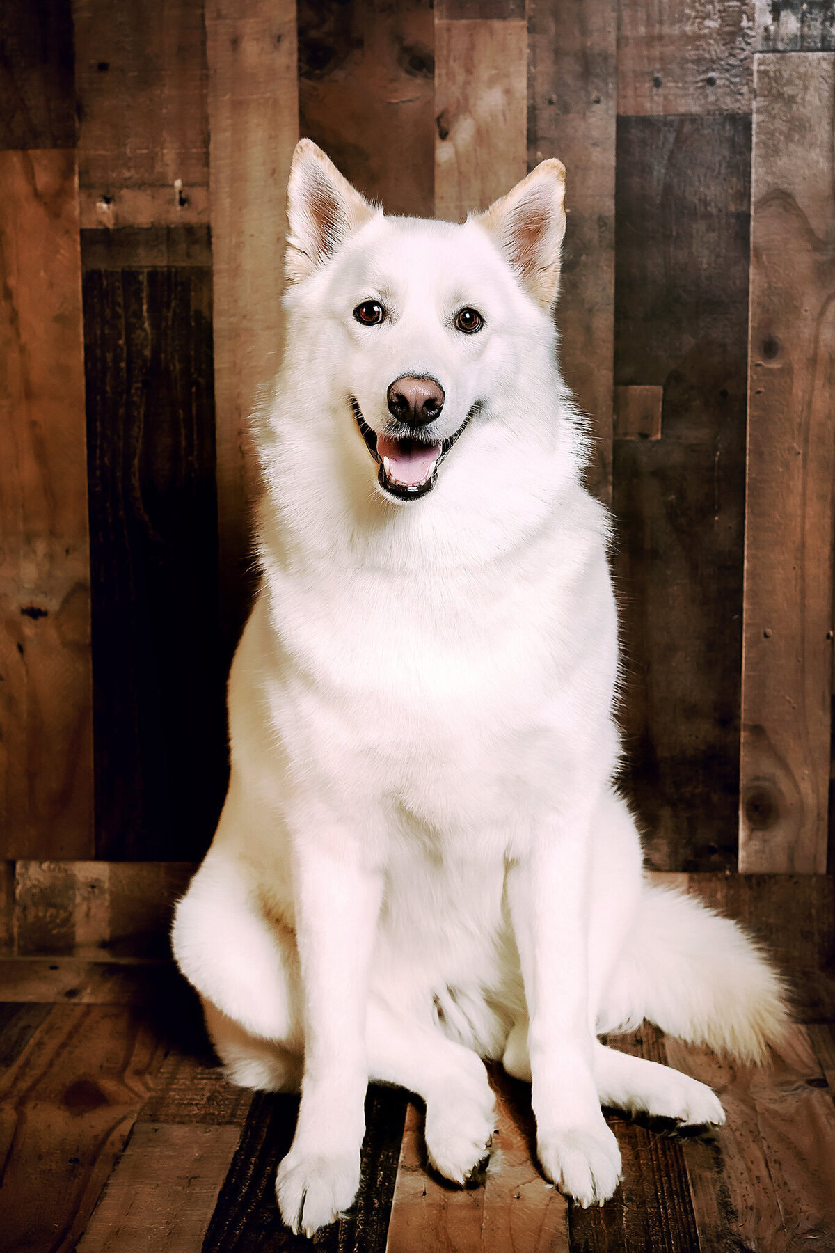 New Orleans Pet Photographer 67